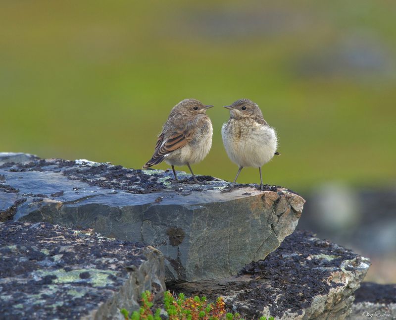 птицы каменка слеткок Гляжусь в тебя, как в зеркало фото превью