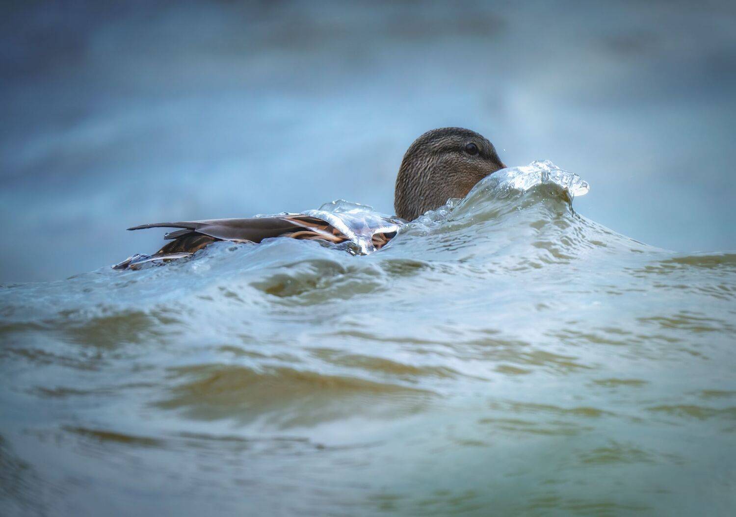 , Константин Дэм