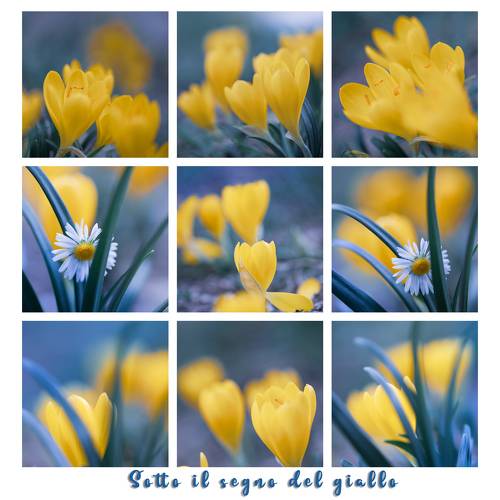 Sotto il segno del giallo
