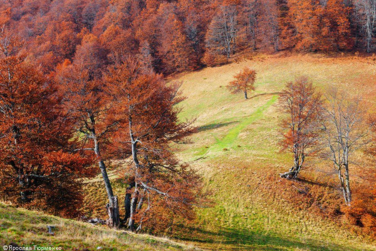 , Ярослав Тюрменко (Jaremi)