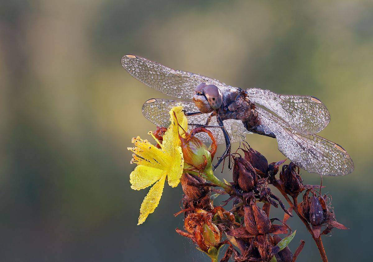 , Чепленко Алексей
