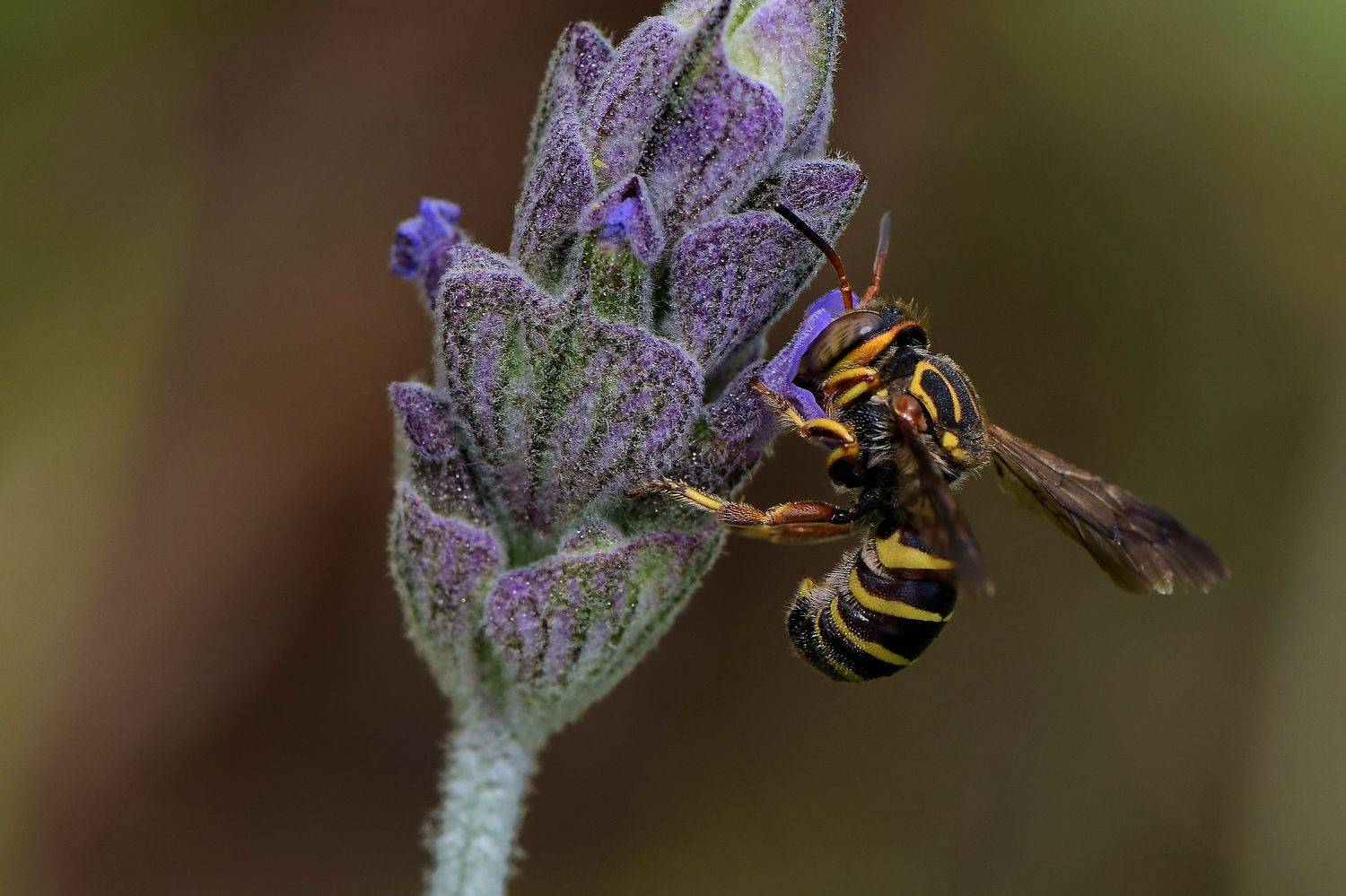 denis moura, mogi das cruzes, brasil, bee, Moura Denis