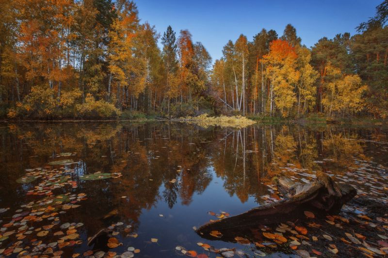 Осень золотая фото превью