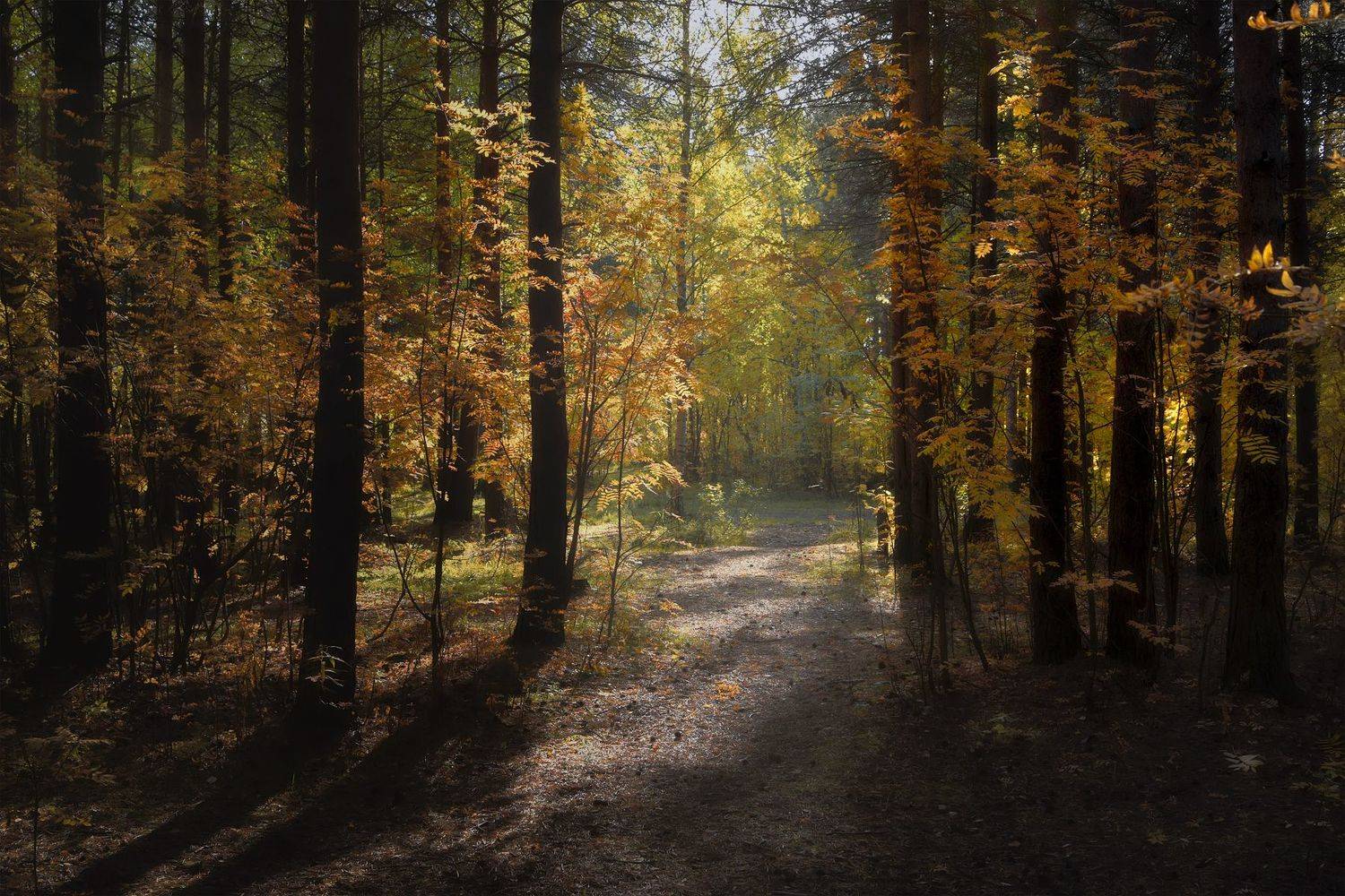 осень, сентябрь, лес, дорога, тишина, кусты, деревья, сосны, Ра Вера