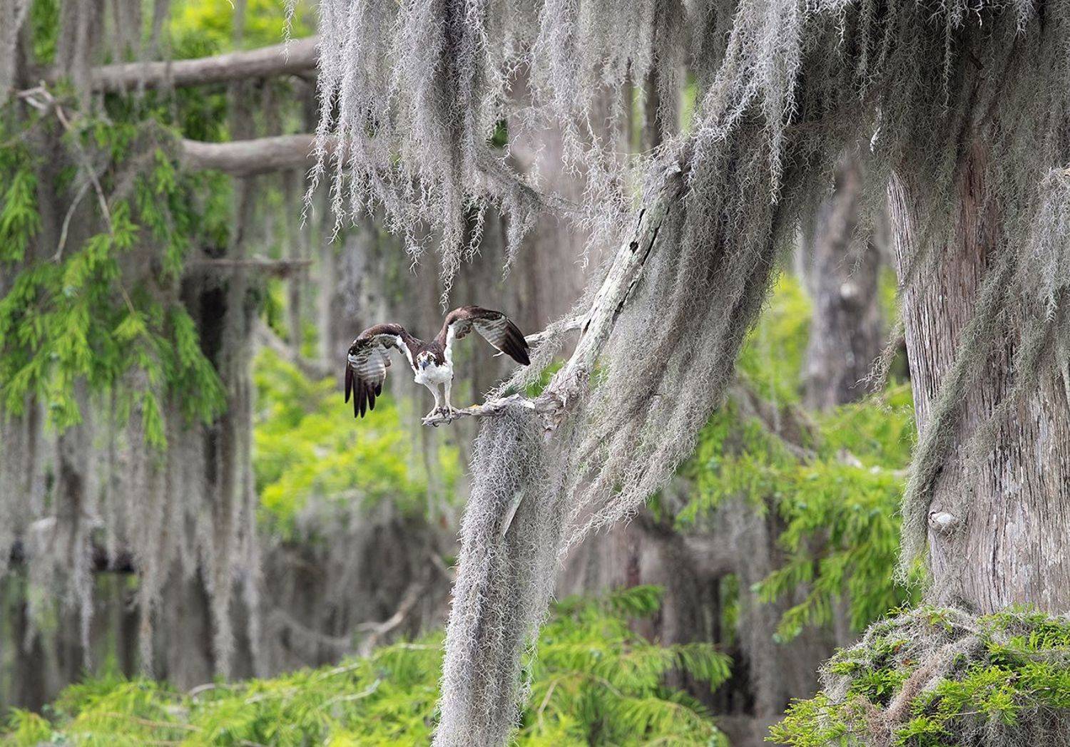 cкопа, osprey, florida, хищные птицы, Elizabeth Etkind