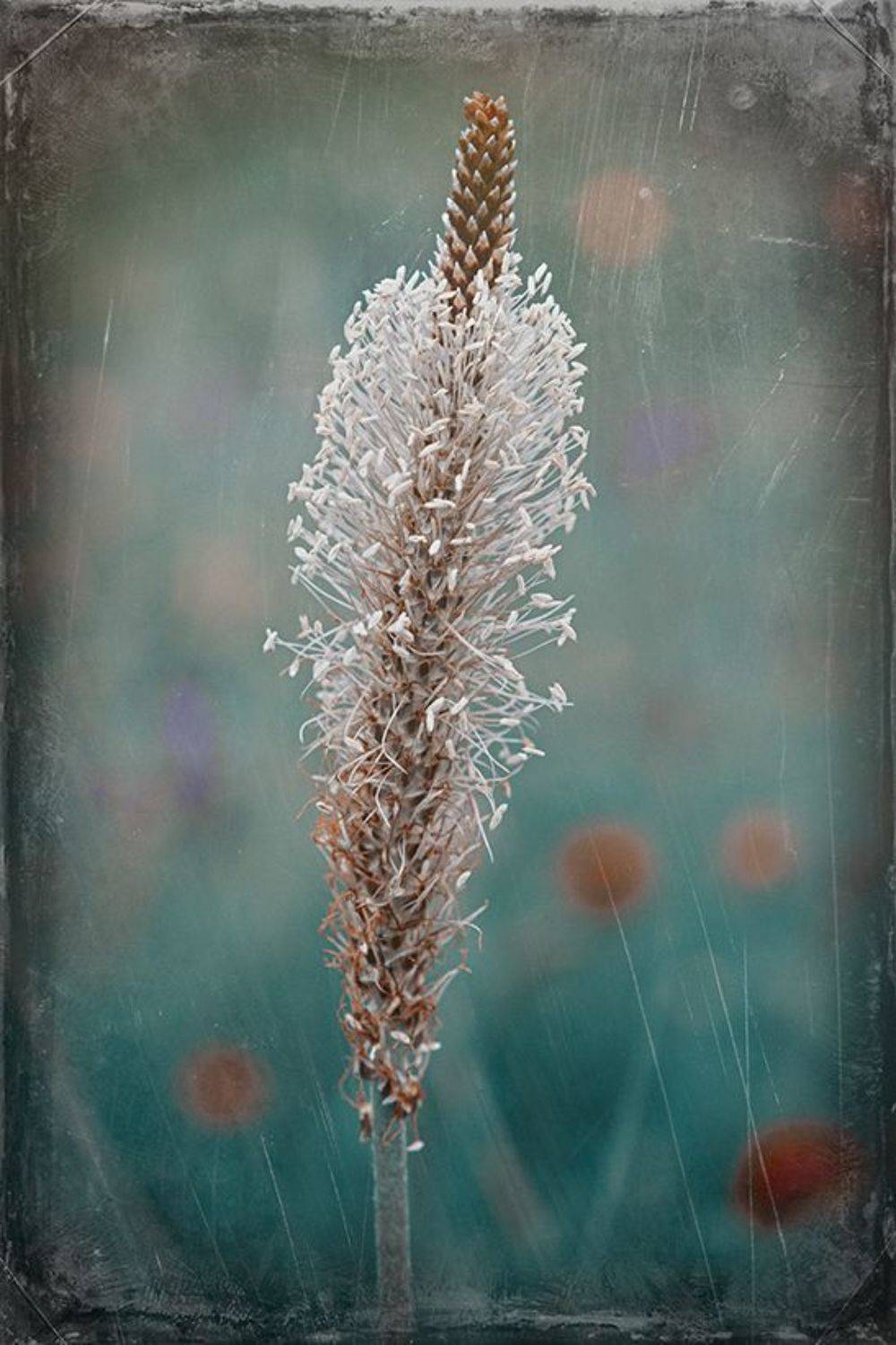 ,  Светослав Радков