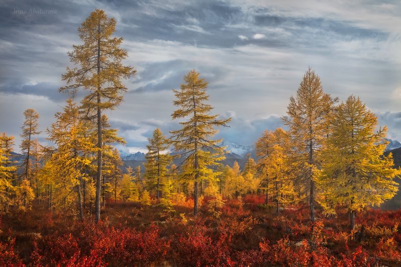 Колыма, Магадан, озеро Джека Лондона, осень Золото Колымы фото превью