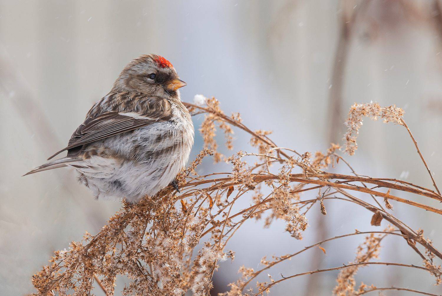 птица чечётка, Руслан Сигушин
