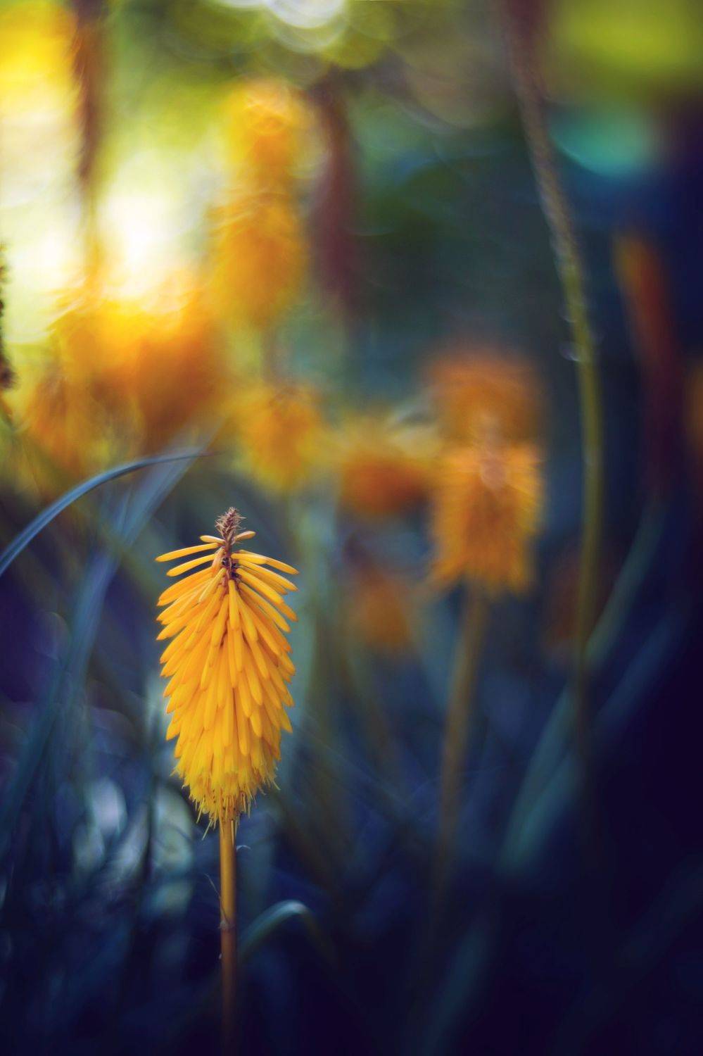 green,bokeh,zenit,helios,85mm,flowers,nature,blue,yellow,orange,light,dark,, Борислав Алексиев
