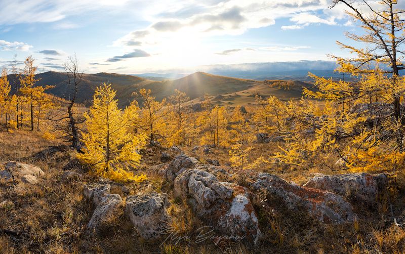 байкал, ольхон, фототур, тажераны, Золото Ольхона фото превью