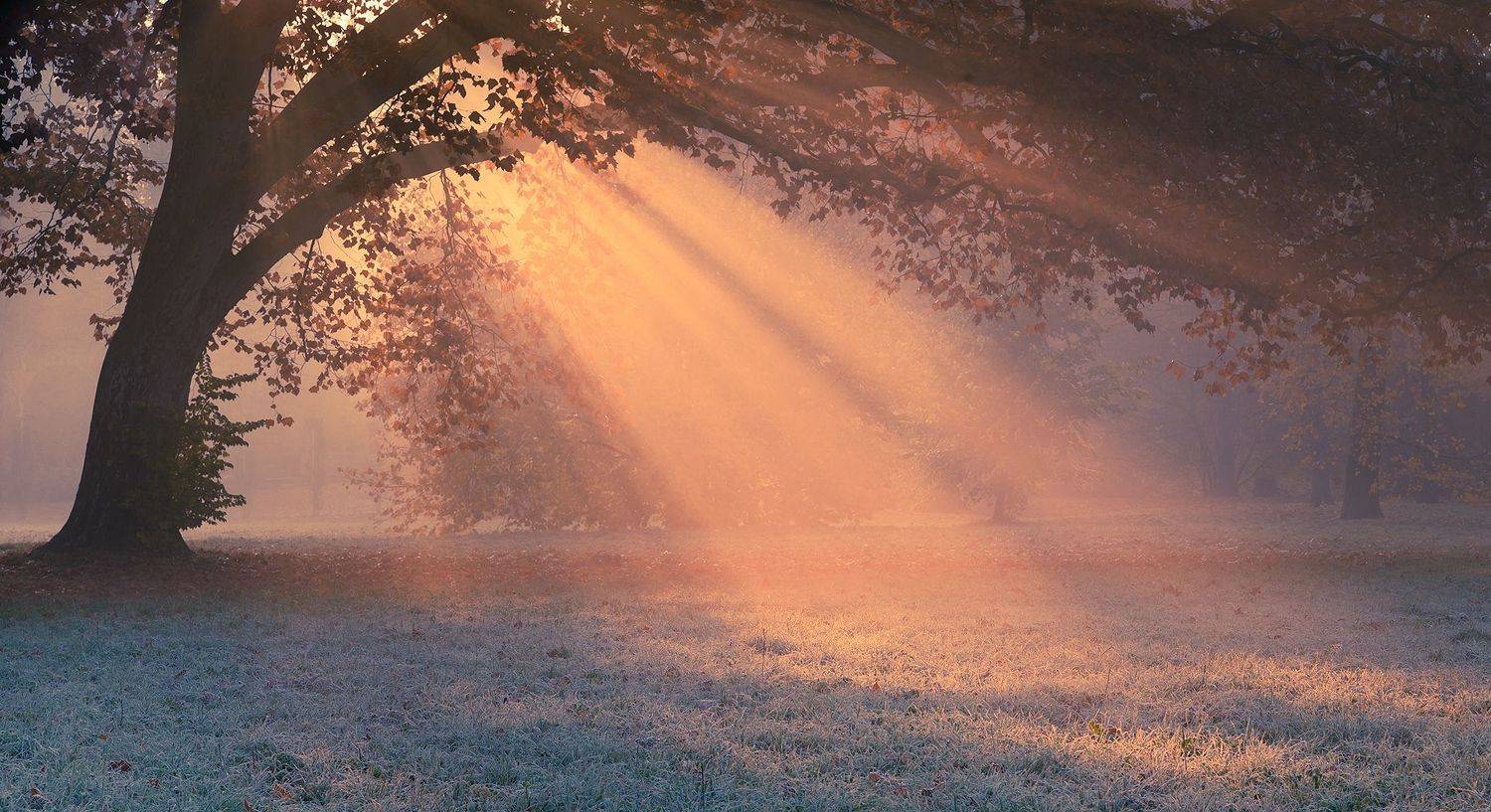 , Robert Adamec
