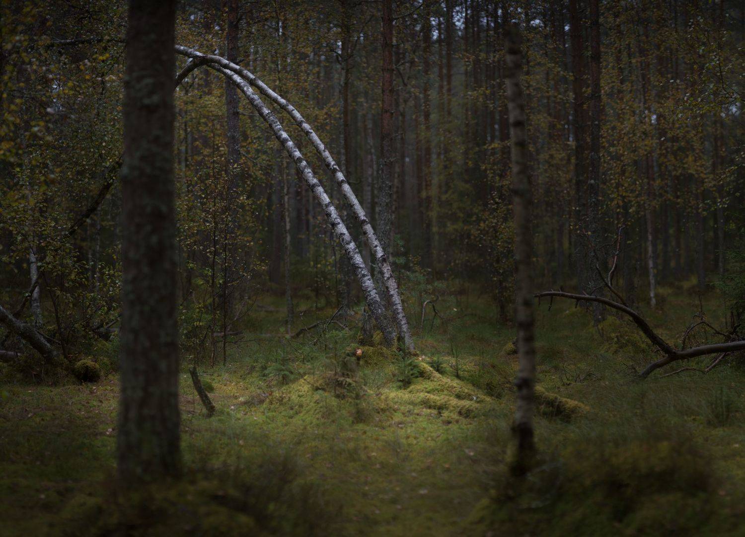 новгородская область,, Роман Фабричный