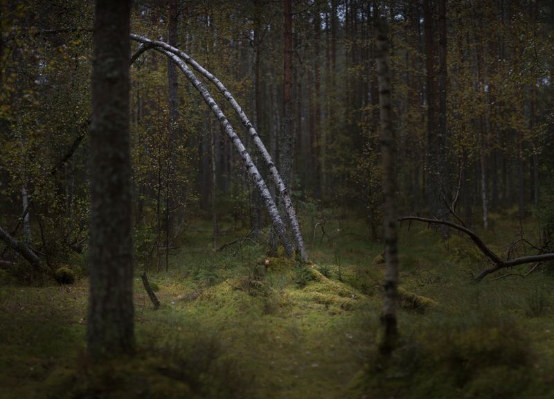 новгородская область, В лесу фото превью