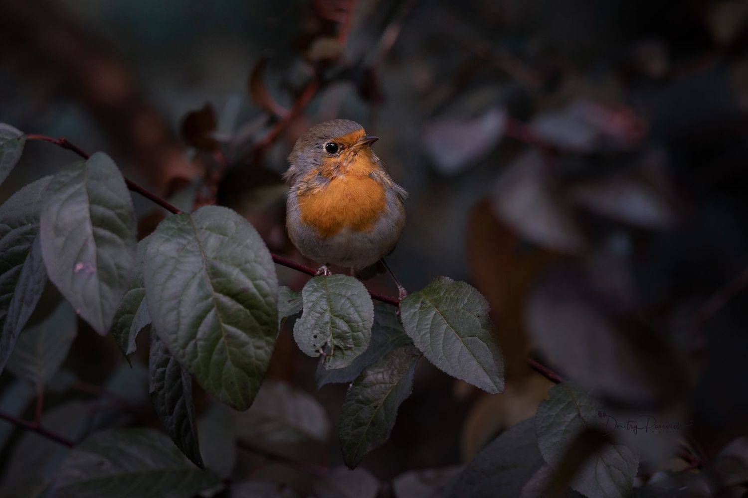 природа, лес, поля, огороды, животные, птицы, макро, Дмитрий Посевич
