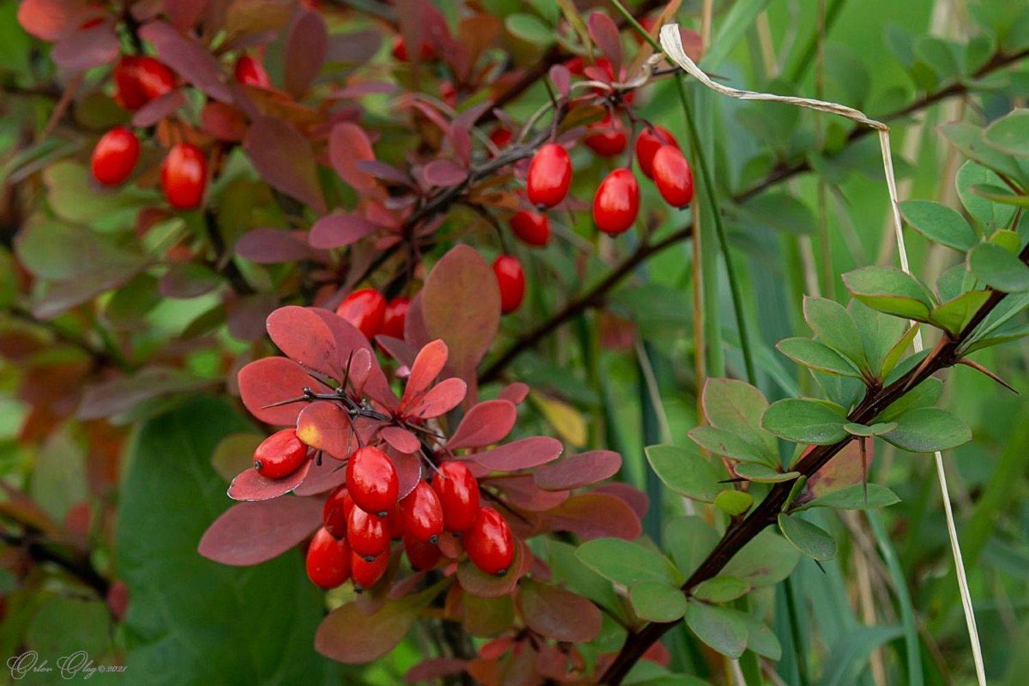 , Орлов Олег