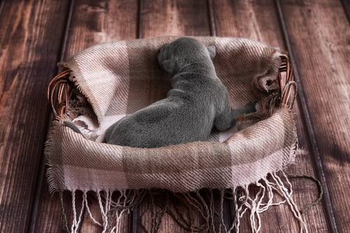 Тайский риджбек: начало