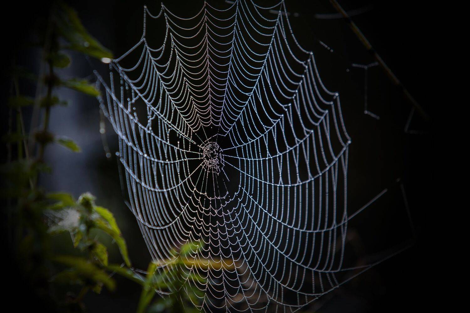 осень, паутина, пейзаж, Александр Игнатьев