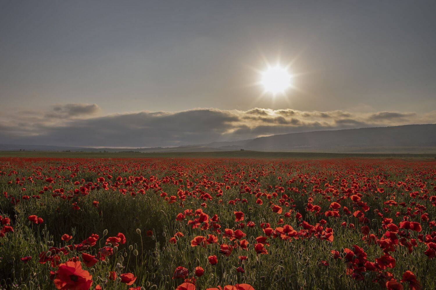 , Елена Гусева