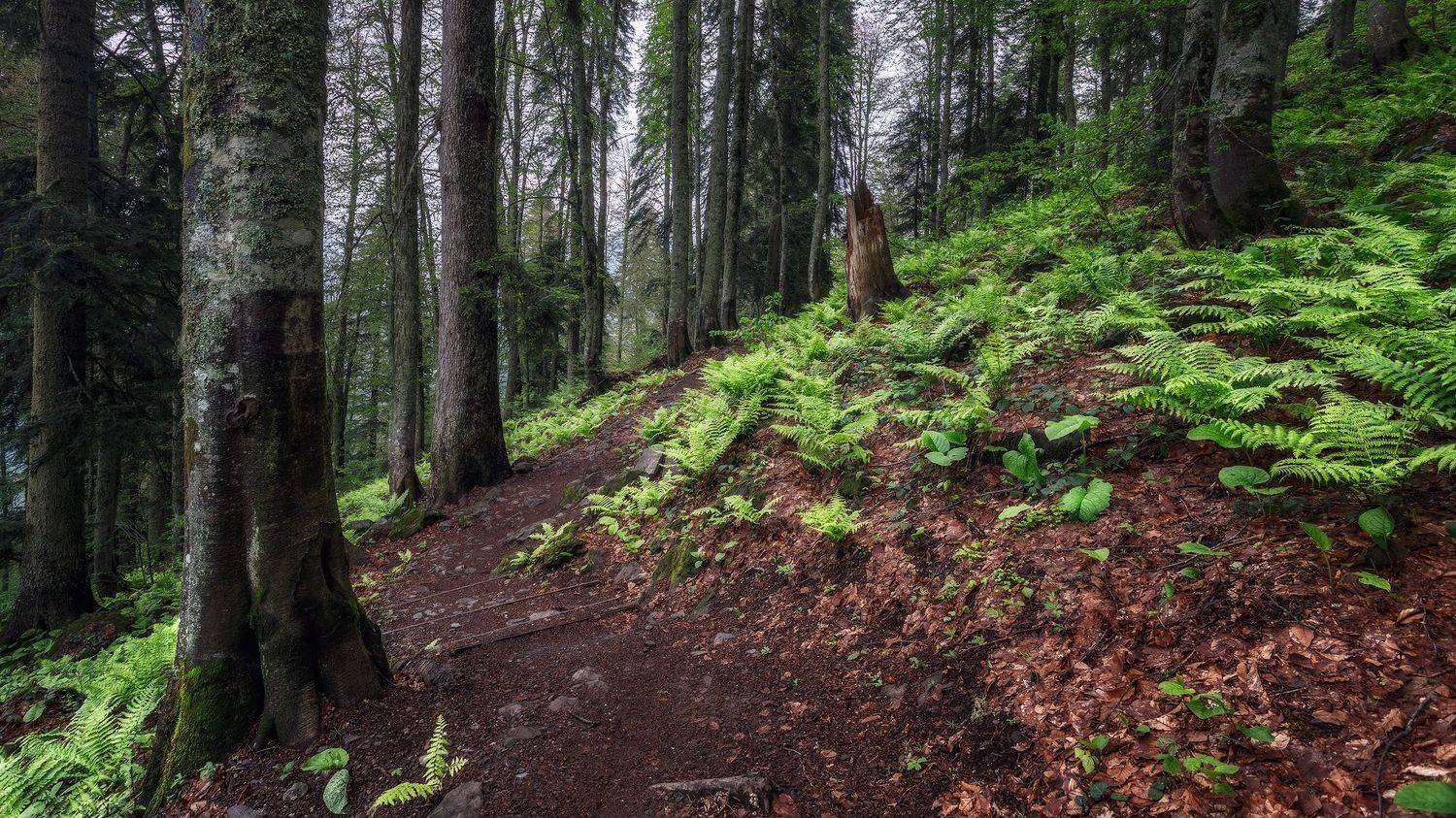 пейзаж, Сергей Сергеев