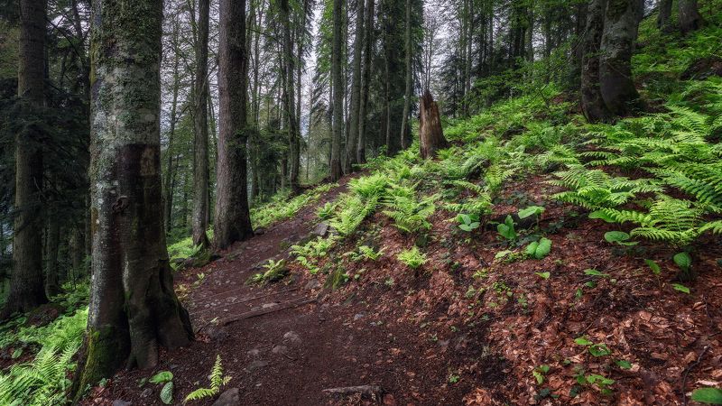 пейзаж Среди папоротников фото превью