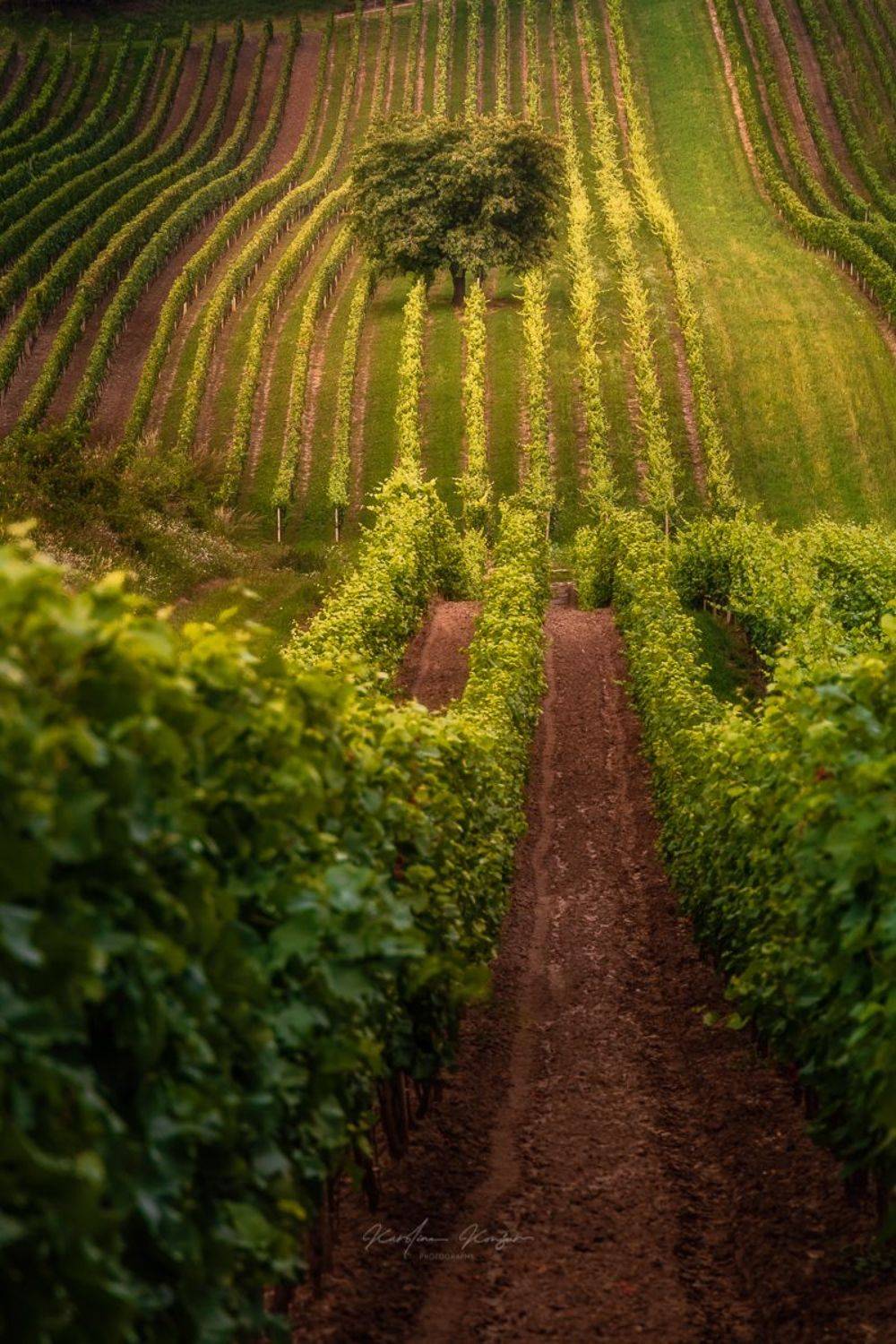 #landscape #moravia #nature #tree #light, Karolina Konsur