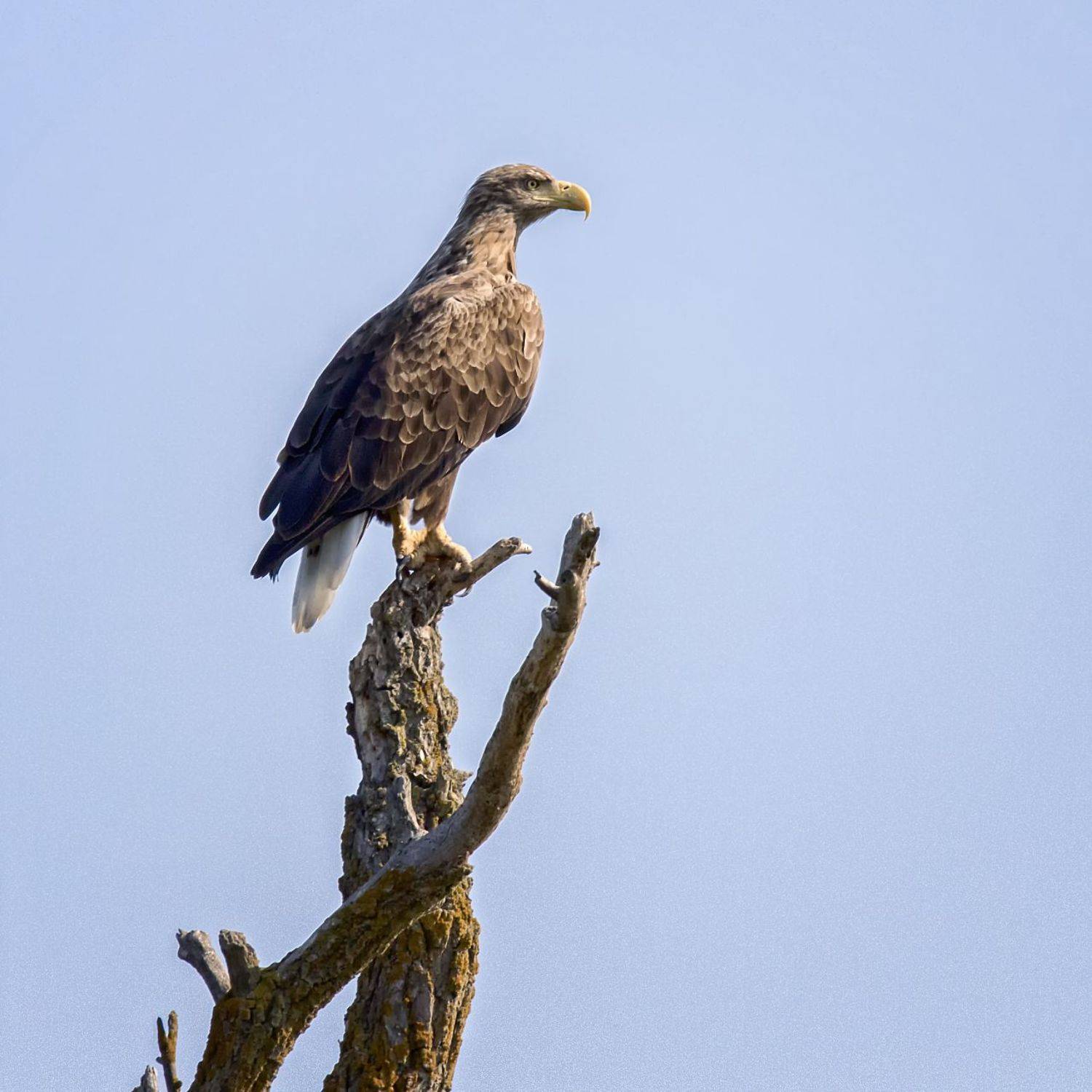 заповедник,дельта волги,300 видов птиц., Анатолий Салтыков