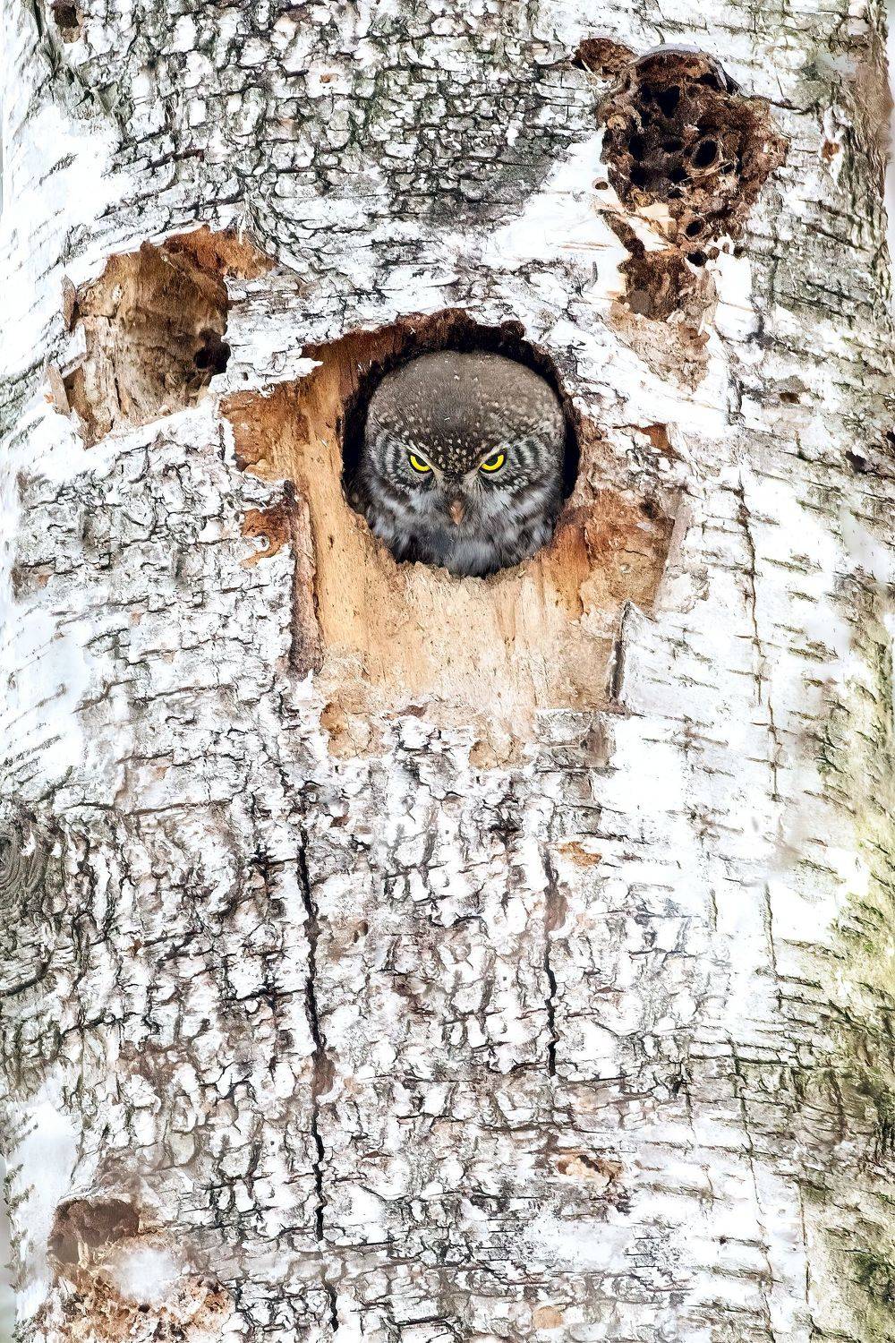 сычик, воробьиный сычик, сова, птицы, дикая природа, природа, животные, Игорь Зубков