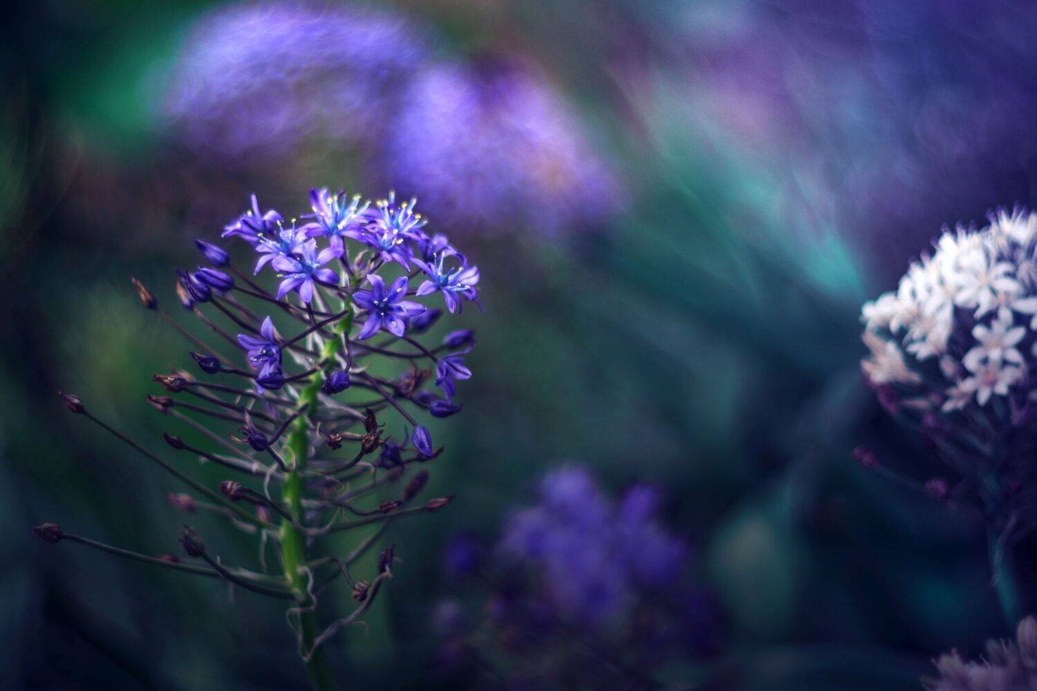 green,bokeh,zenit,helios,85mm,flowers,nature,blue,light,dark,, Борислав Алексиев
