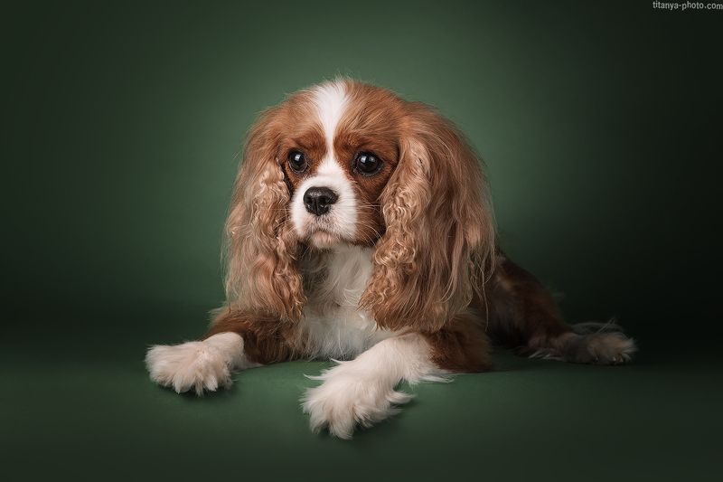 собака, спаниель, студия Кавалер-кинг-чарльз-спаниель фото превью