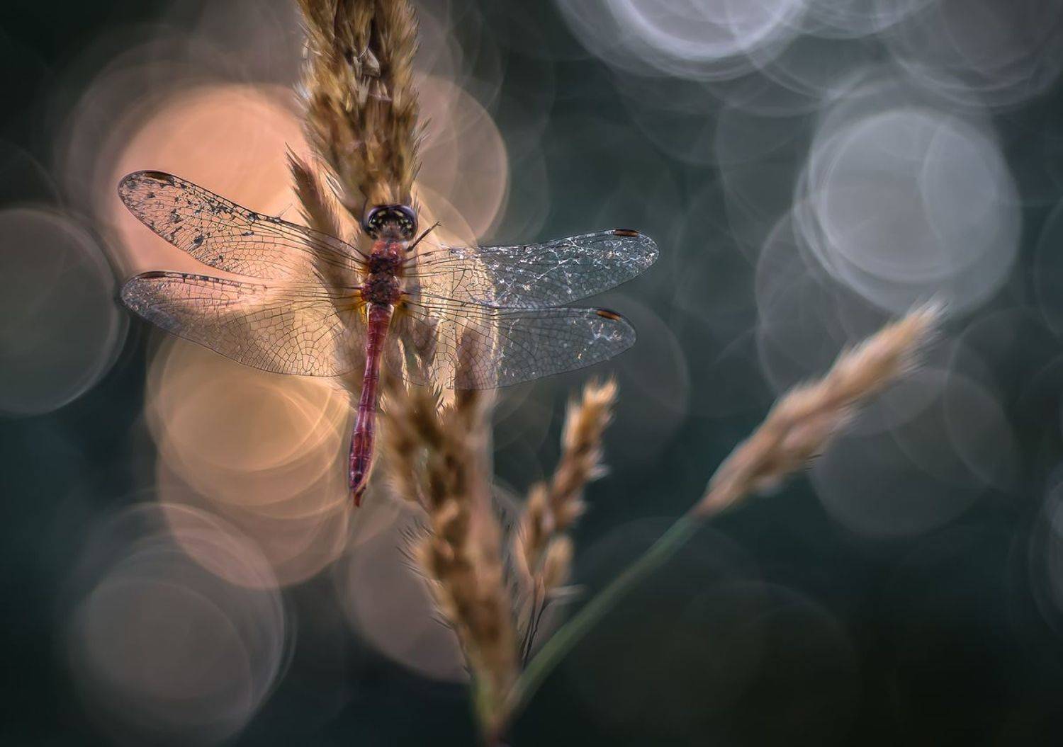 , Чепленко Алексей