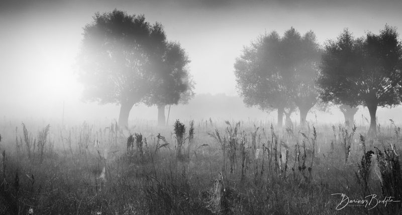 In fog фото превью