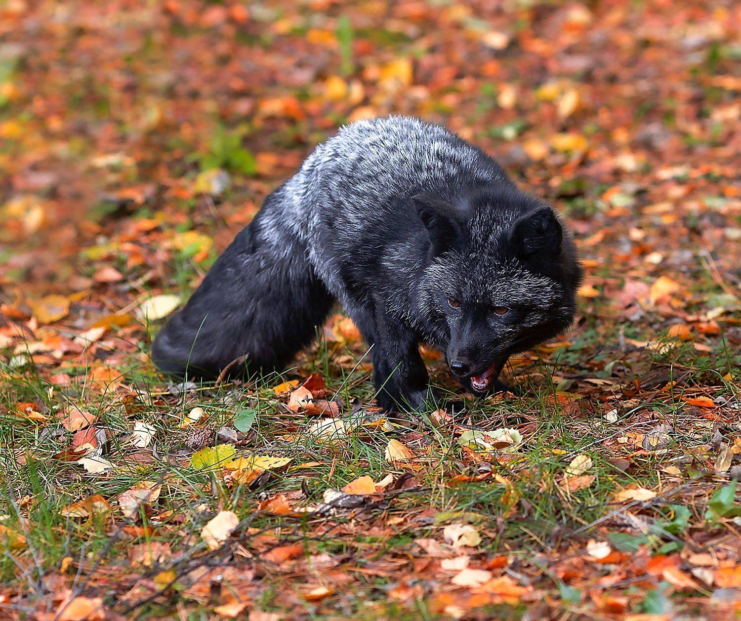 лиса,чернобурая,красотка, охота, осень,красота,природа, fox, black, hunting,beautiful, autumn, nature, Юлия Стукалова