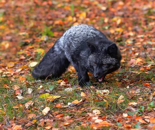 Лиса охотится