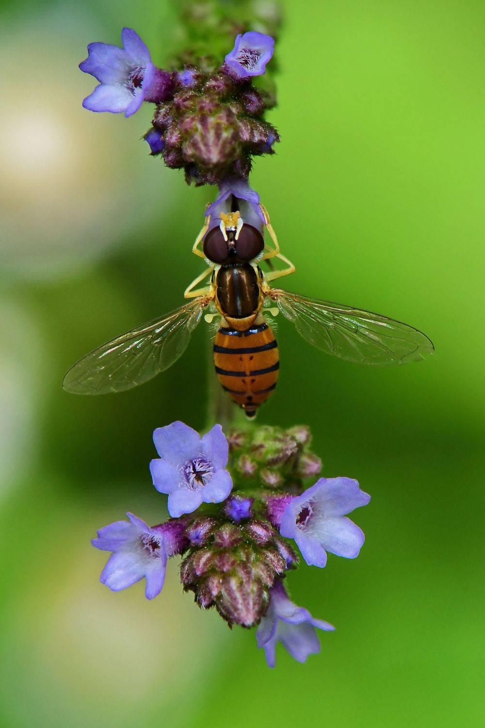 denis moura, mogi das cruzes, brasil, Moura Denis