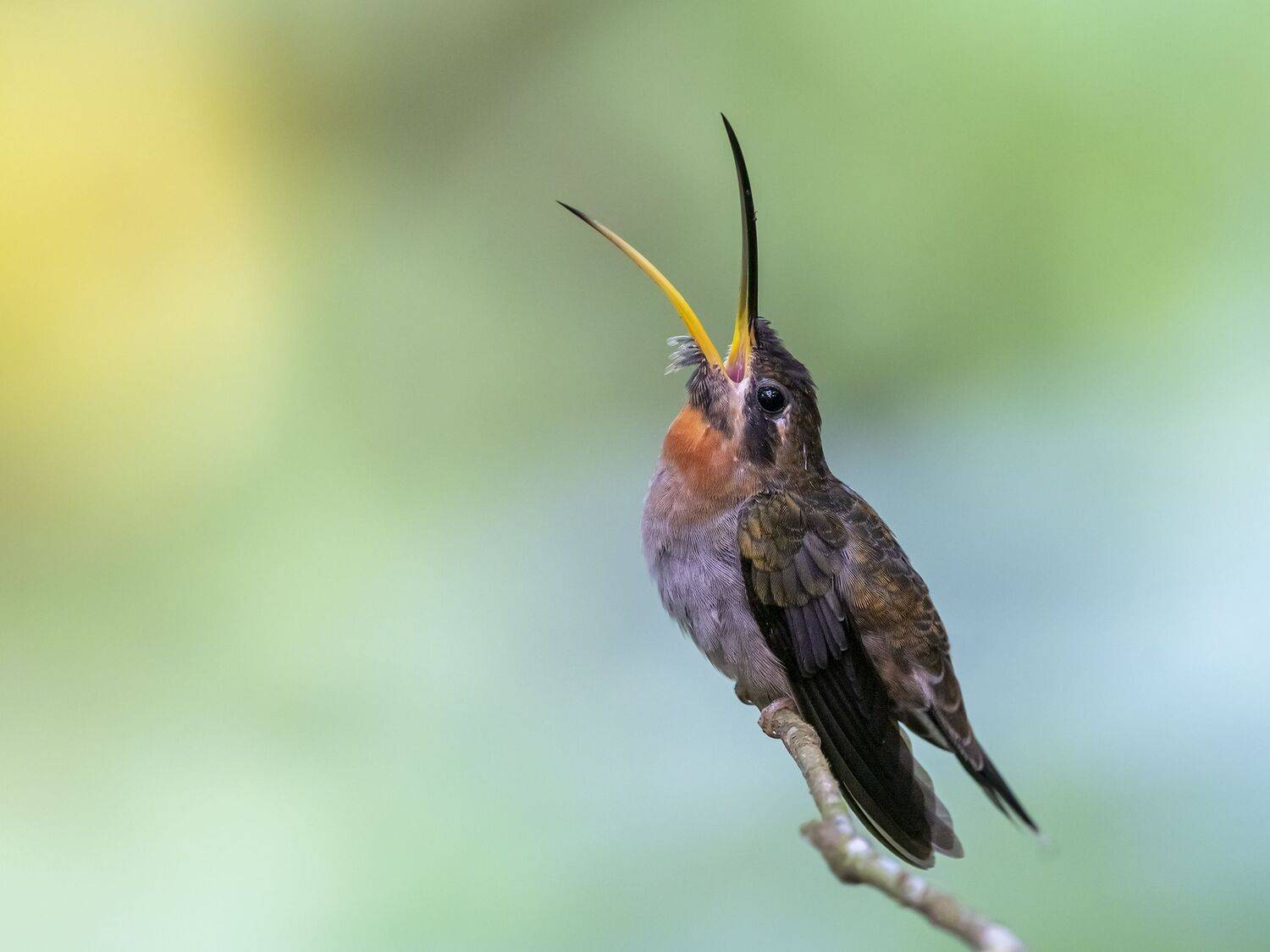 , Fernando Burgalin Sequeira