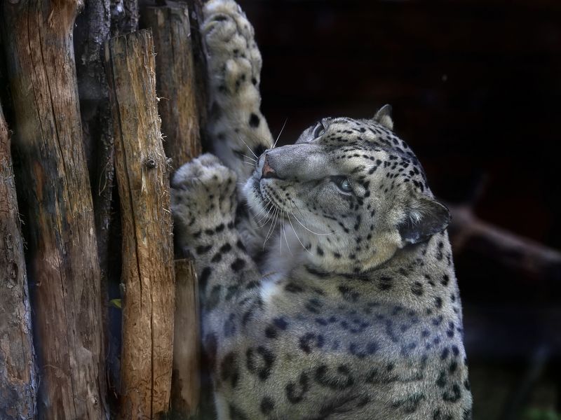 снежный барс Снежный барс фото превью