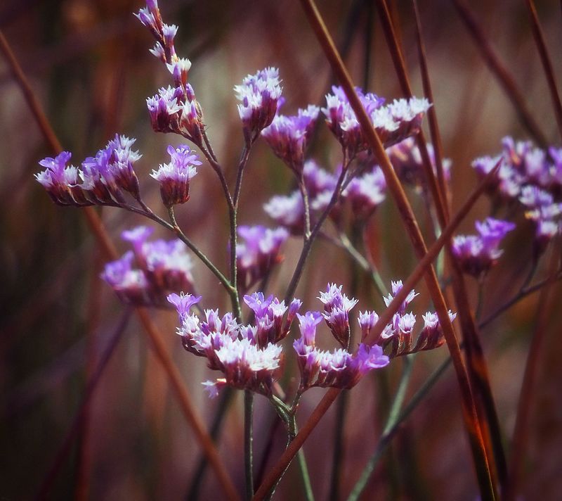 Purple flowers фото превью