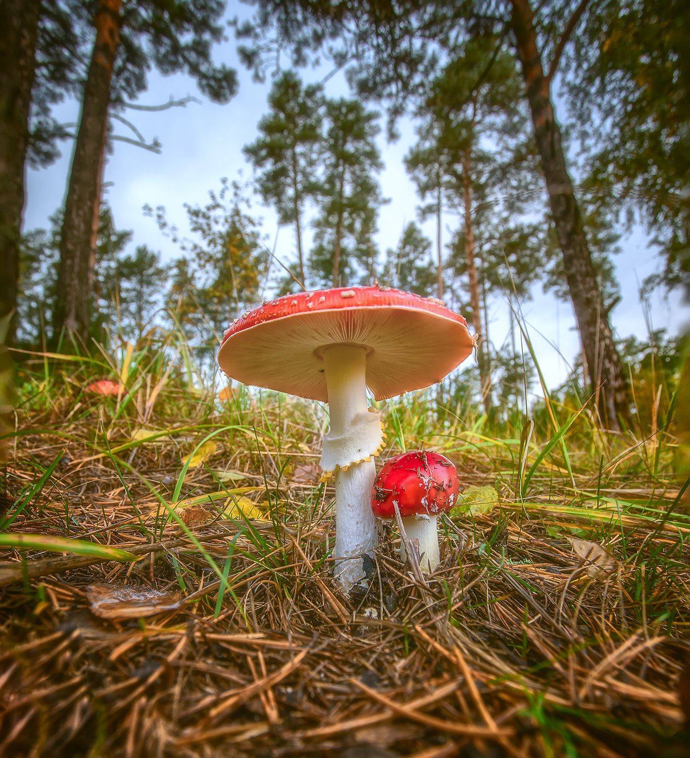 , Николай Андреев