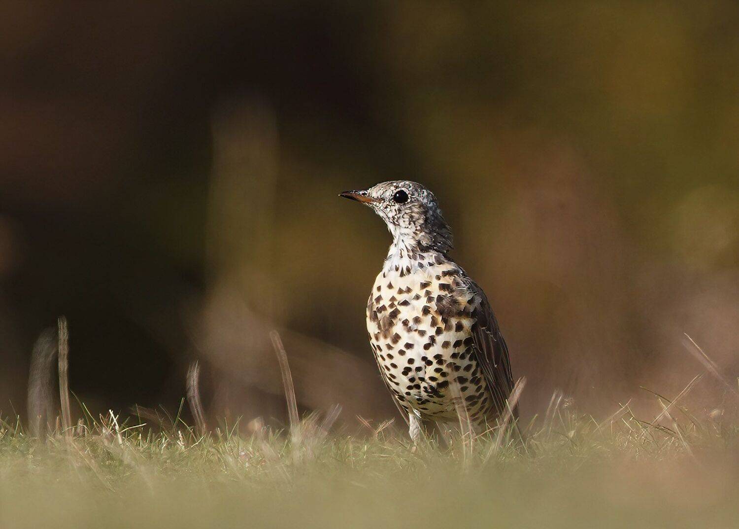 , Красимир Георгиев