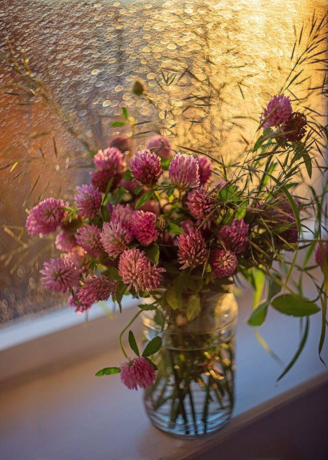 натюрморт фотонатюрморт закат боке клевер, Наталья Кабачек