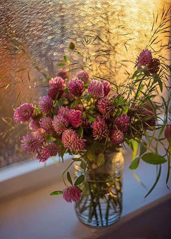 натюрморт фотонатюрморт закат боке клевер Золото заката фото превью