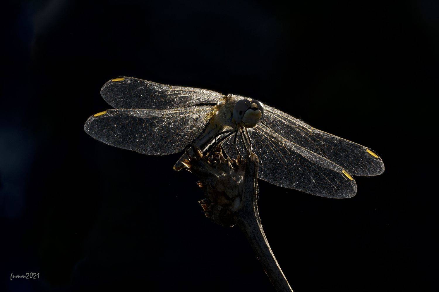 , Игорь ФУММ