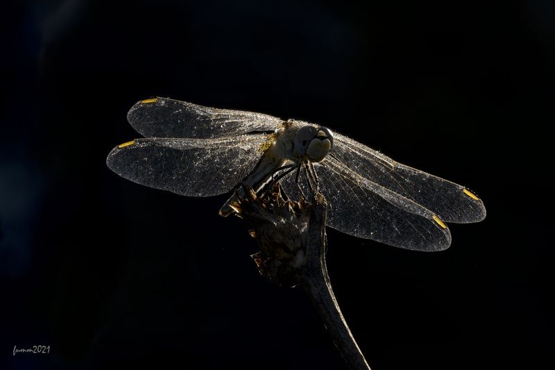 Как еще снимать стрекозу? А если так? Стекинг 49 кадров. фото превью