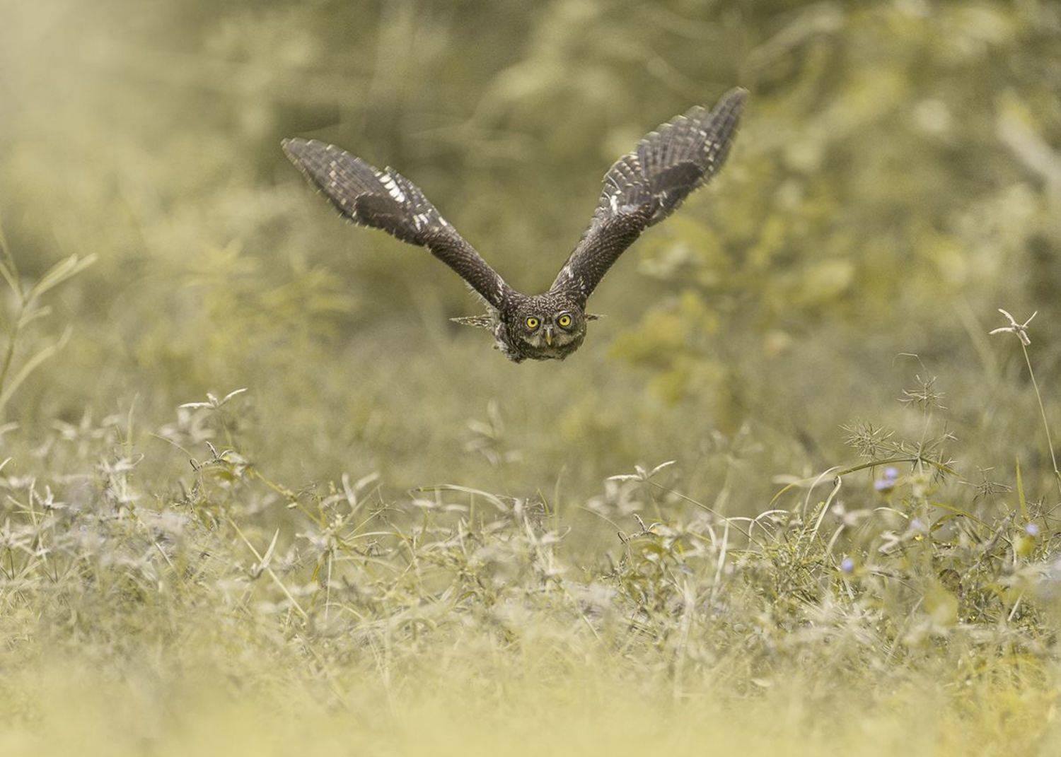 birds, animals, nature, wildlife, owl, птицы, сова, пернатые, природа, Токарев Олег