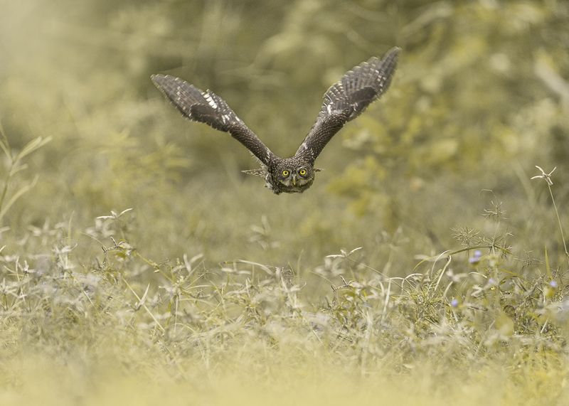 birds, animals, nature, wildlife, owl, птицы, сова, пернатые, природа Бесшумный полет фото превью