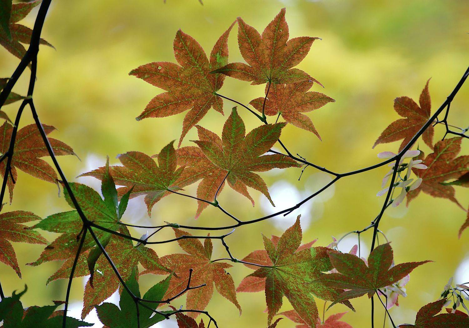 клён, осень, Александр Зорин