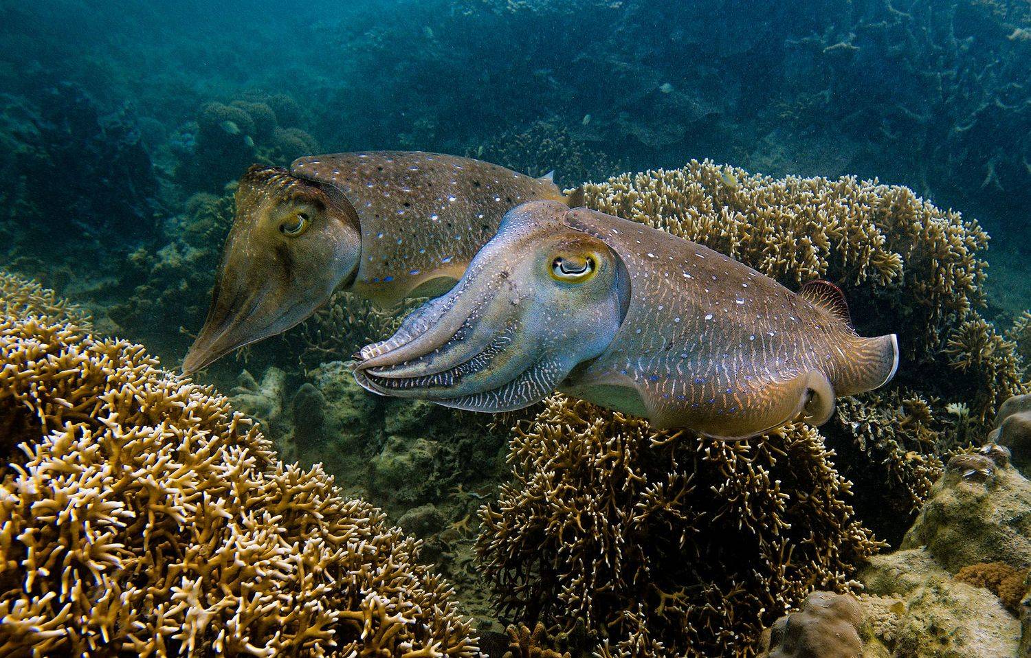 , Юрий Журавлев