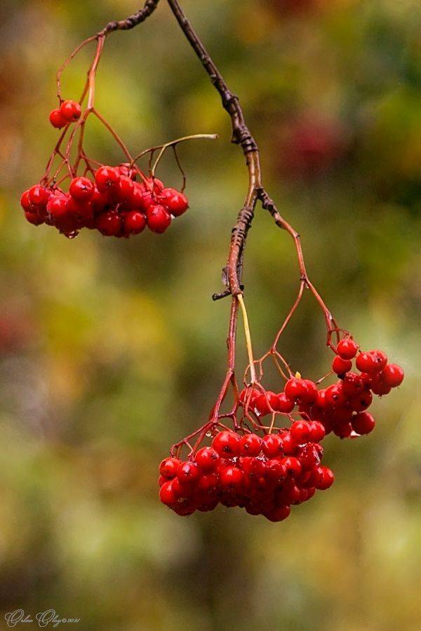 , Орлов Олег