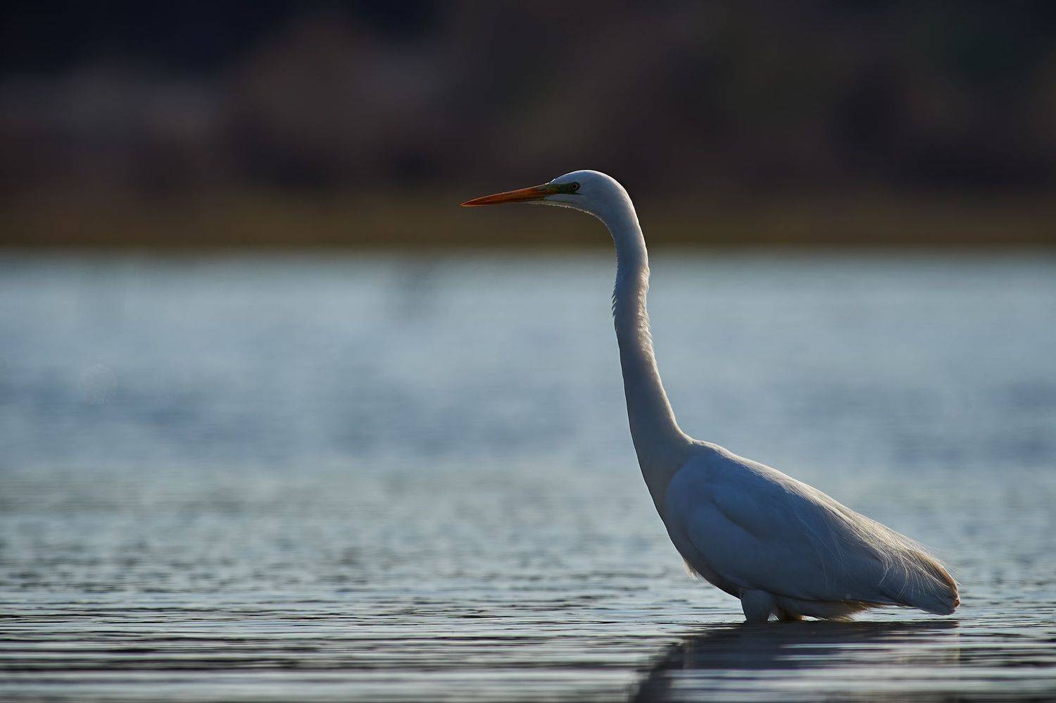 nature, wildlife, birds, Калин Ботев