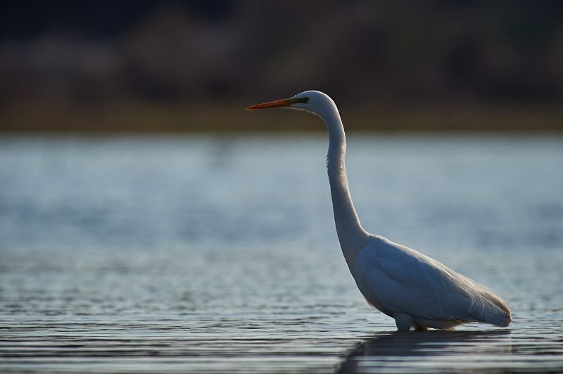 nature, wildlife, birds *** фото превью